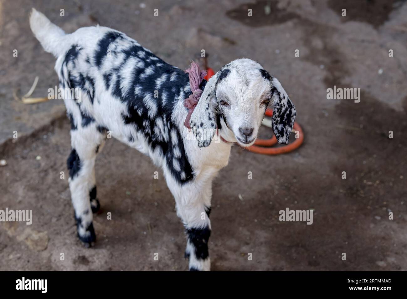 Lamb in a Gujarat village, India Stock Photo - Alamy