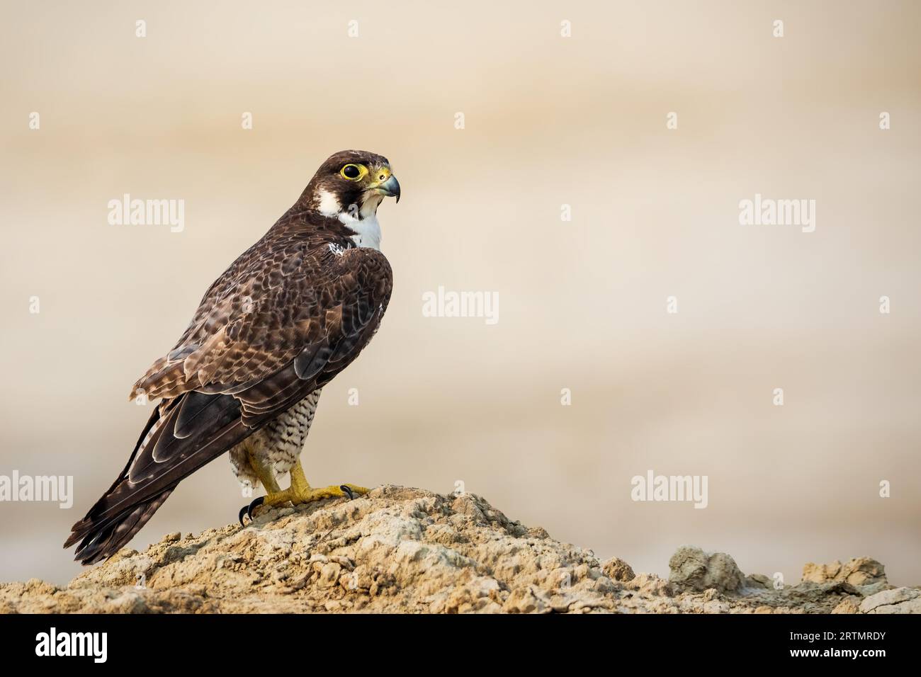 Peregrine falcon. Sambhar Salt Lake, Rajasthan, India: THRILLING images show a herculean Peregrine walking off sturdily after a successful quest of so Stock Photo