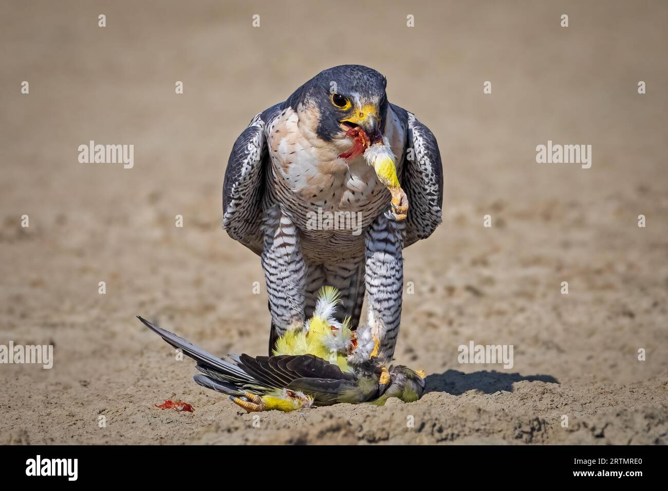 Peregrine falcon walks off in a herculean posture. Sambhar Salt Lake, Rajasthan, India: THRILLING images show a herculean Peregrine walking off sturdi Stock Photo