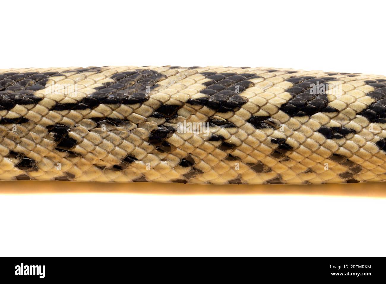 Skin of a ladder snake isolated on white background Stock Photo Alamy