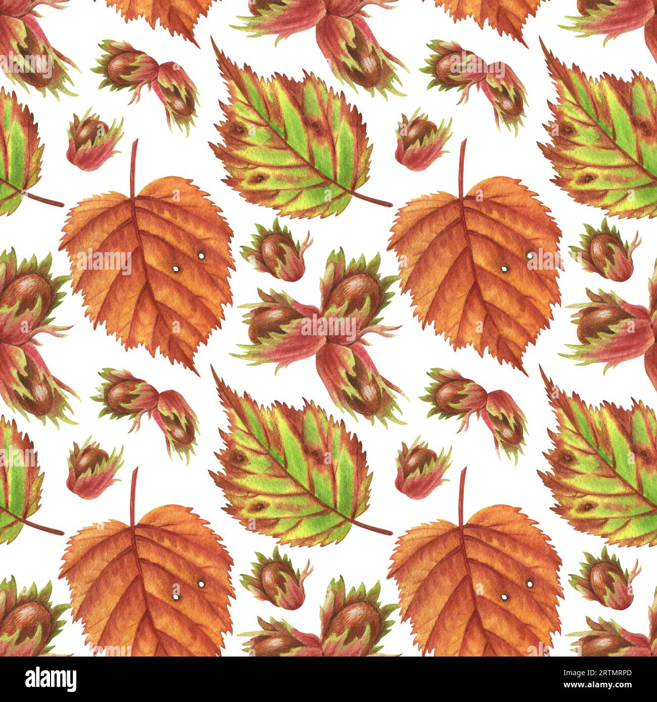 Autumn nuts and leaves. Watercolor seamless pattern on white background ...