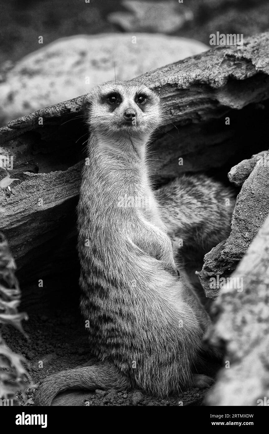Black and white mongoose hot sale