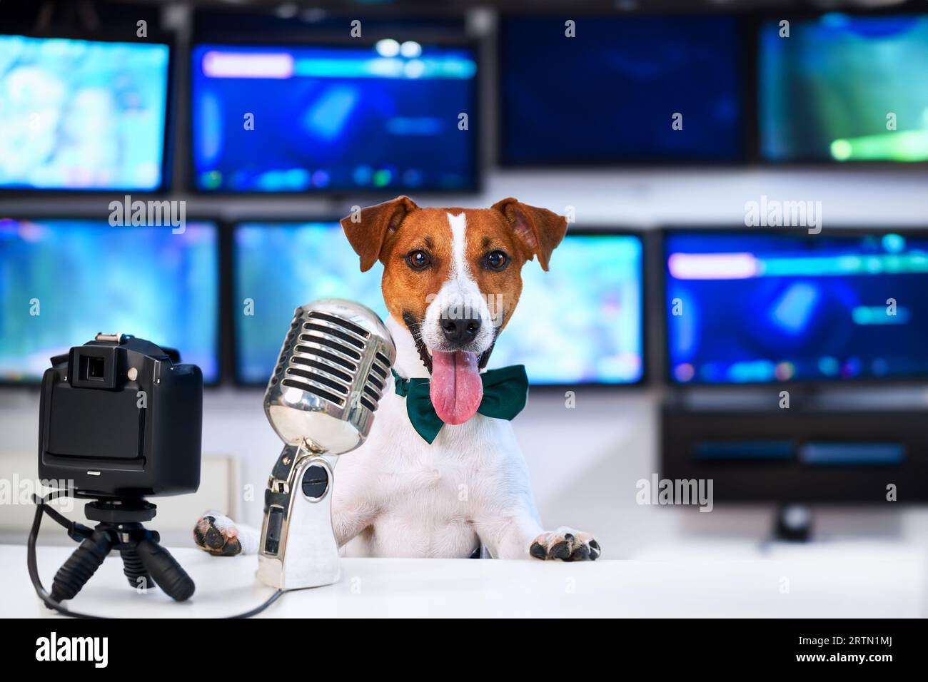 Dog blogger Jack Russell Terrier in front of a microphone and camera, streaming in a video studio, recording a podcast Stock Photo