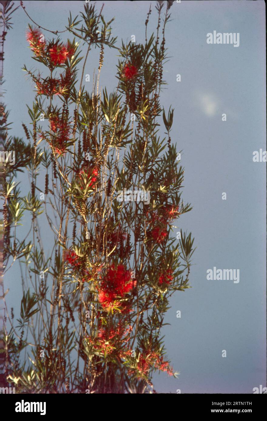 Flowering Tree, Imphal, Manipur, India Stock Photo - Alamy