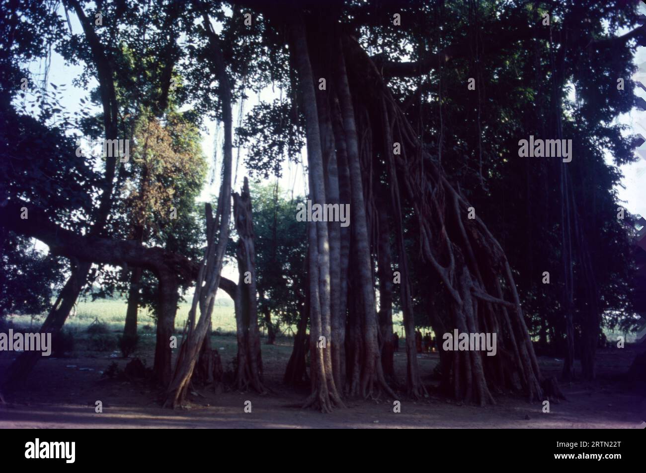 Kabirwad is a famous place situated on an island in the middle of the river Narmada. The place is named after the famous Saint Kabir  It also has an imposing Kabir Temple, Visitors enjoy the solitude and sanctity offered by this huge banyan tree. 600 years Old, Spread over 2.5 Acres of land. Stock Photo