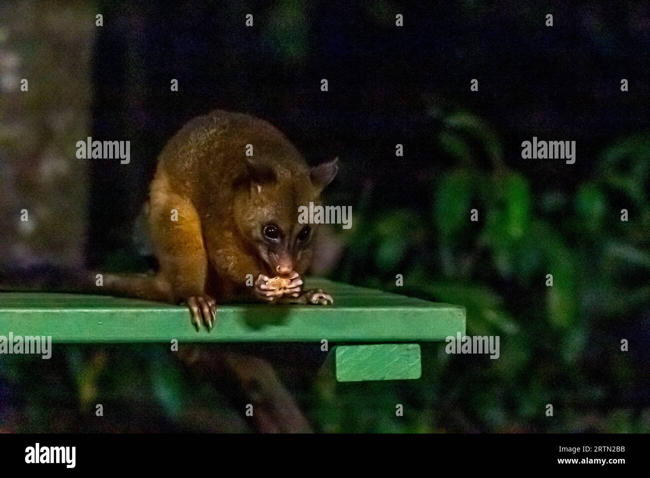 Common Brushtail Possum Eating Peanuts at a Feeding Station, Australia ...