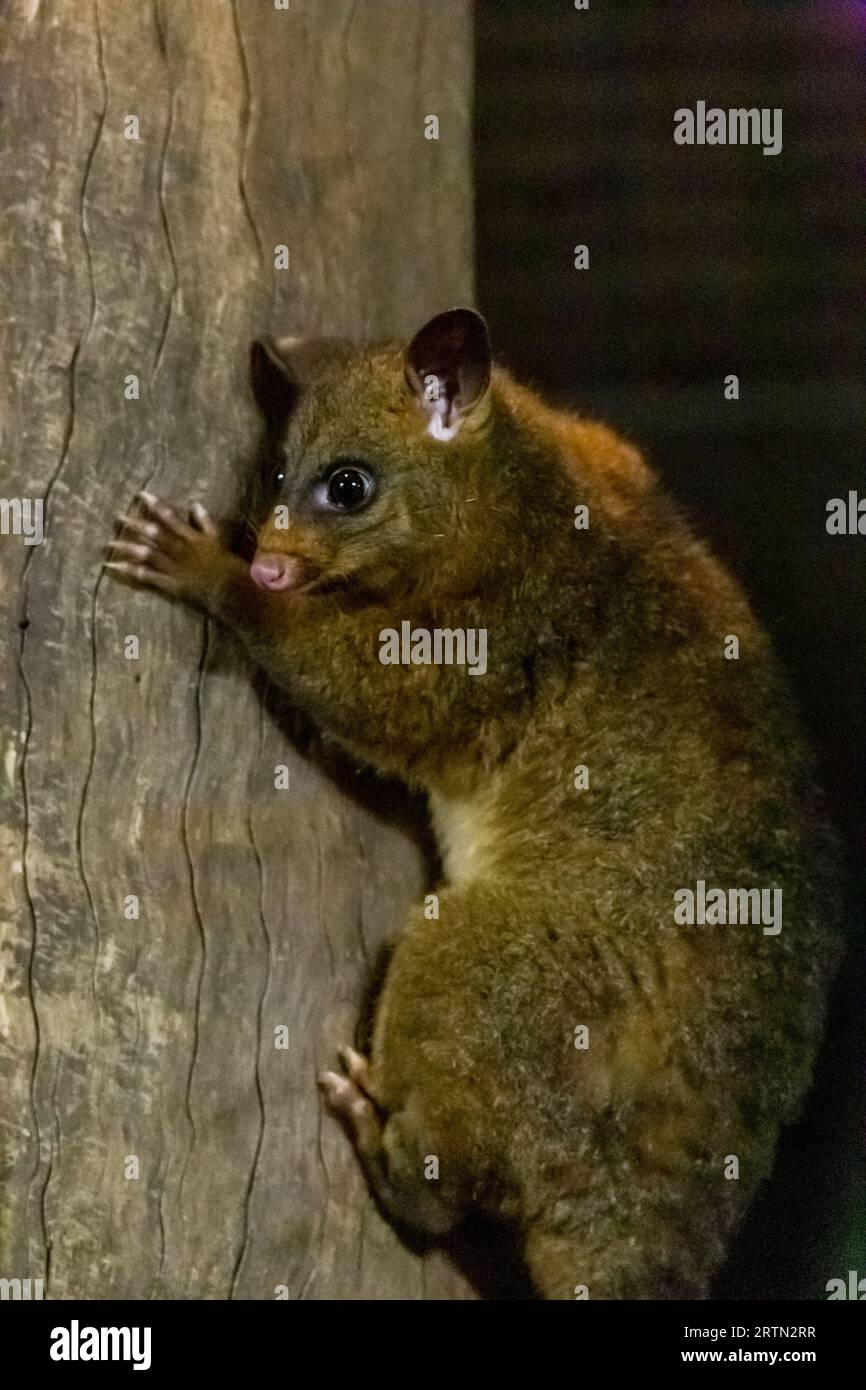 Brushtail Possums Climbing a Tree Trunk, Australia Stock Photo Alamy