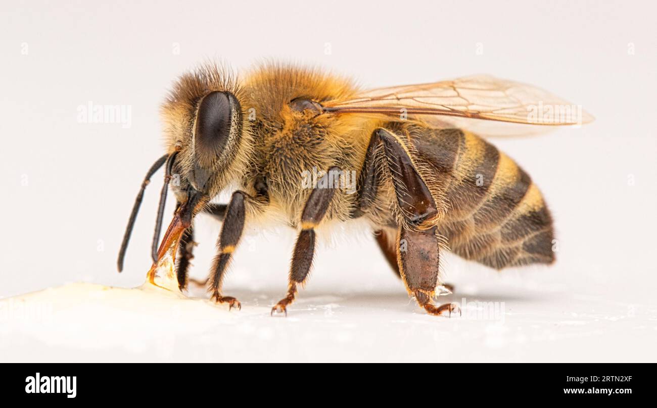Graceful Insects Vintage insect study hi-res stock photography and images - Alamy