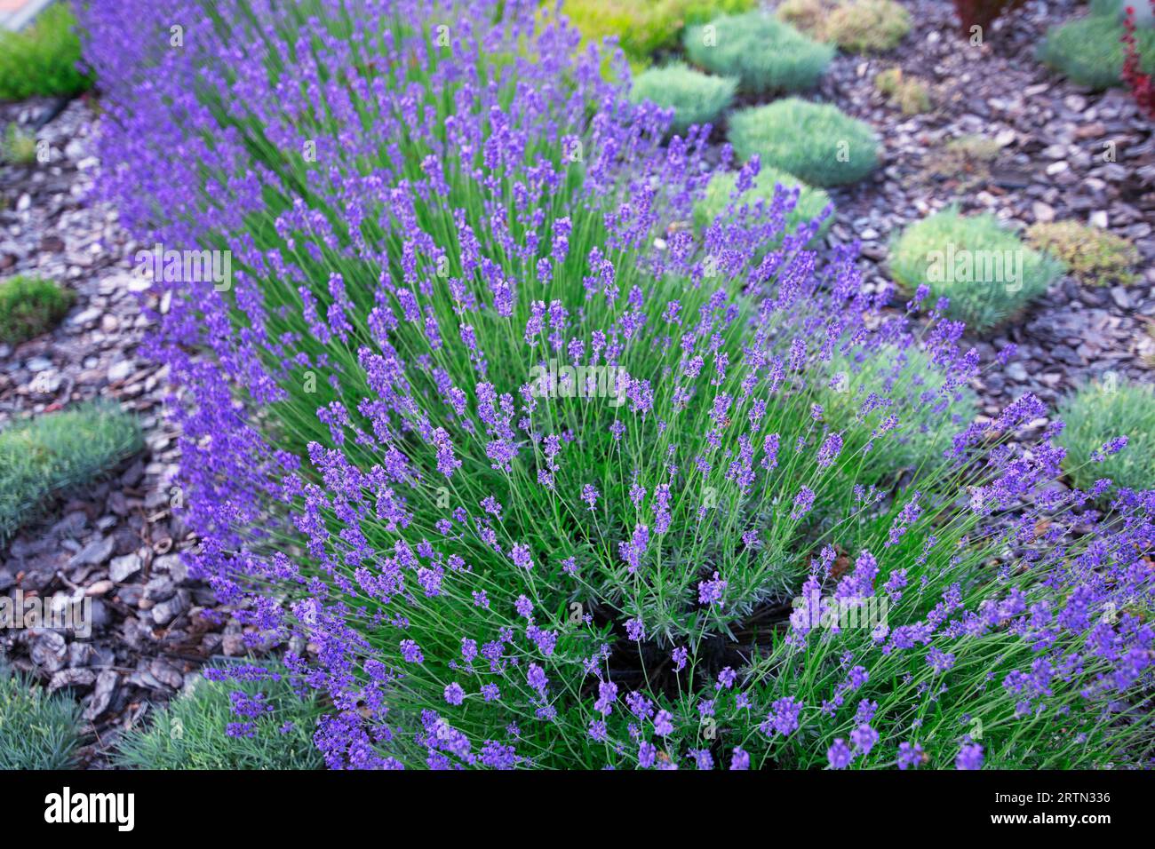 Lavender Haven: Where Nature's Beauty Takes Center Stage Stock Photo
