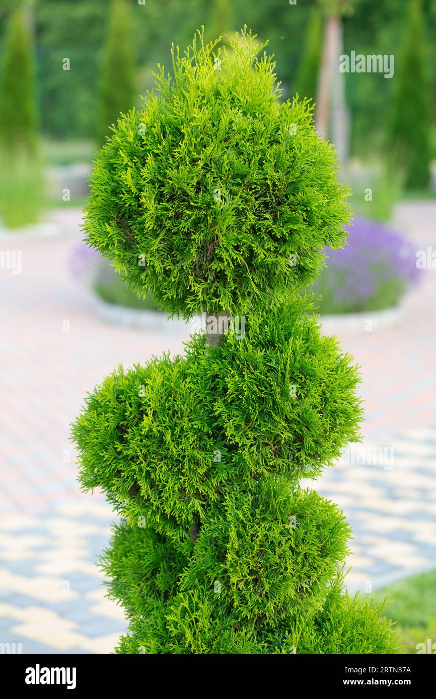 The Green Jewel: Showcasing a Decorative Thuja in the Garden Stock Photo