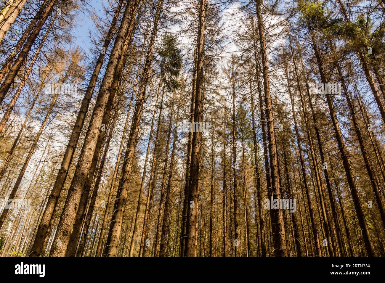 Forest in Bohemian Switzerland damaged by European spruce bark beetle, Czech Republic Stock Photo