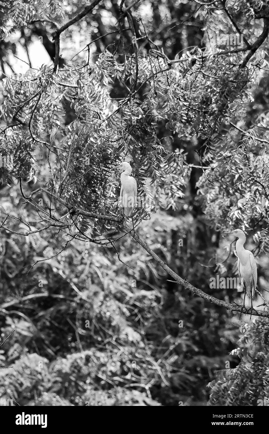 Photo Tsapli (lat. Ardea) - genus of large birds of the heron family ...