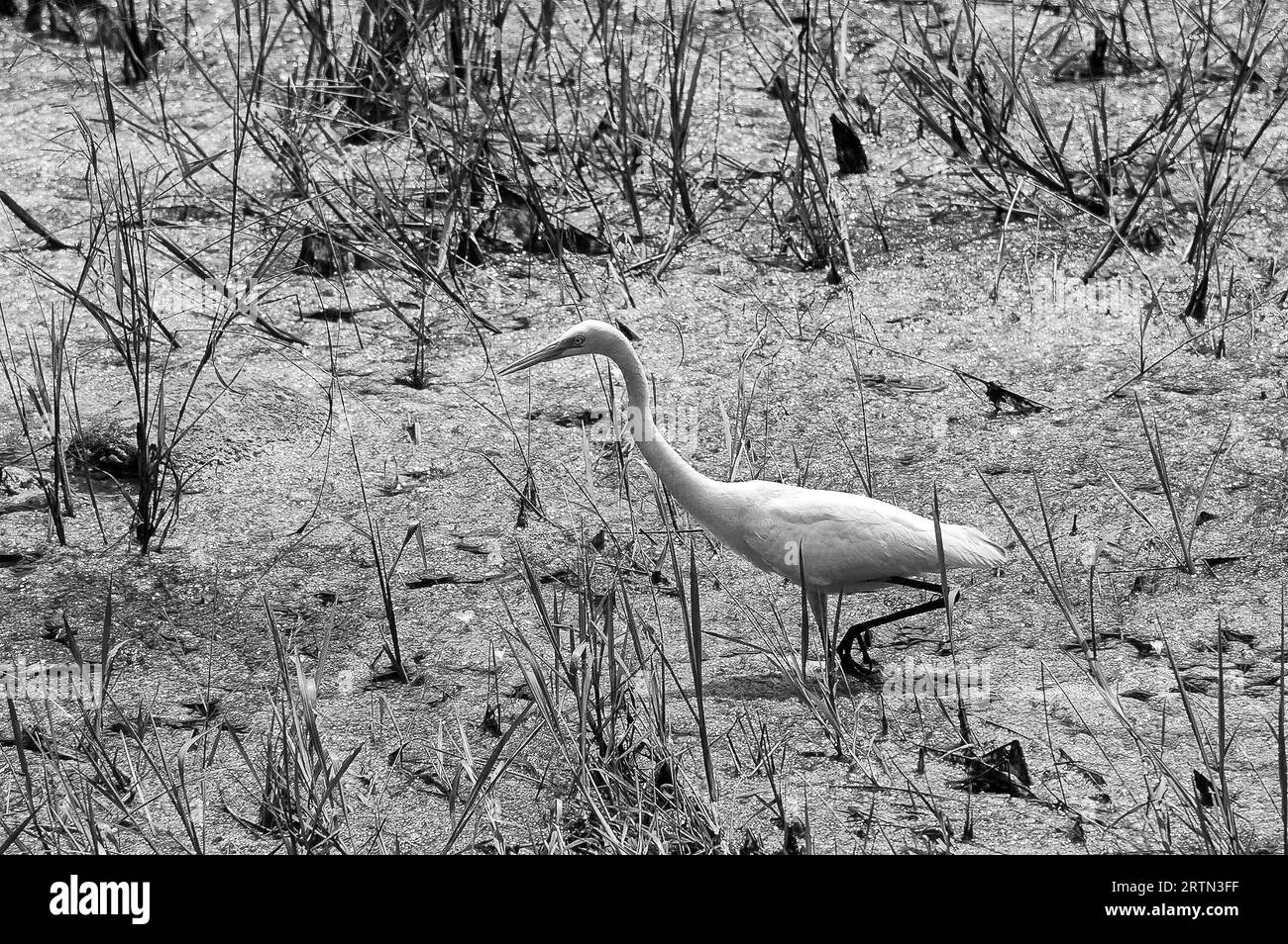 Photo Tsapli (lat. Ardea) - genus of large birds of the heron family