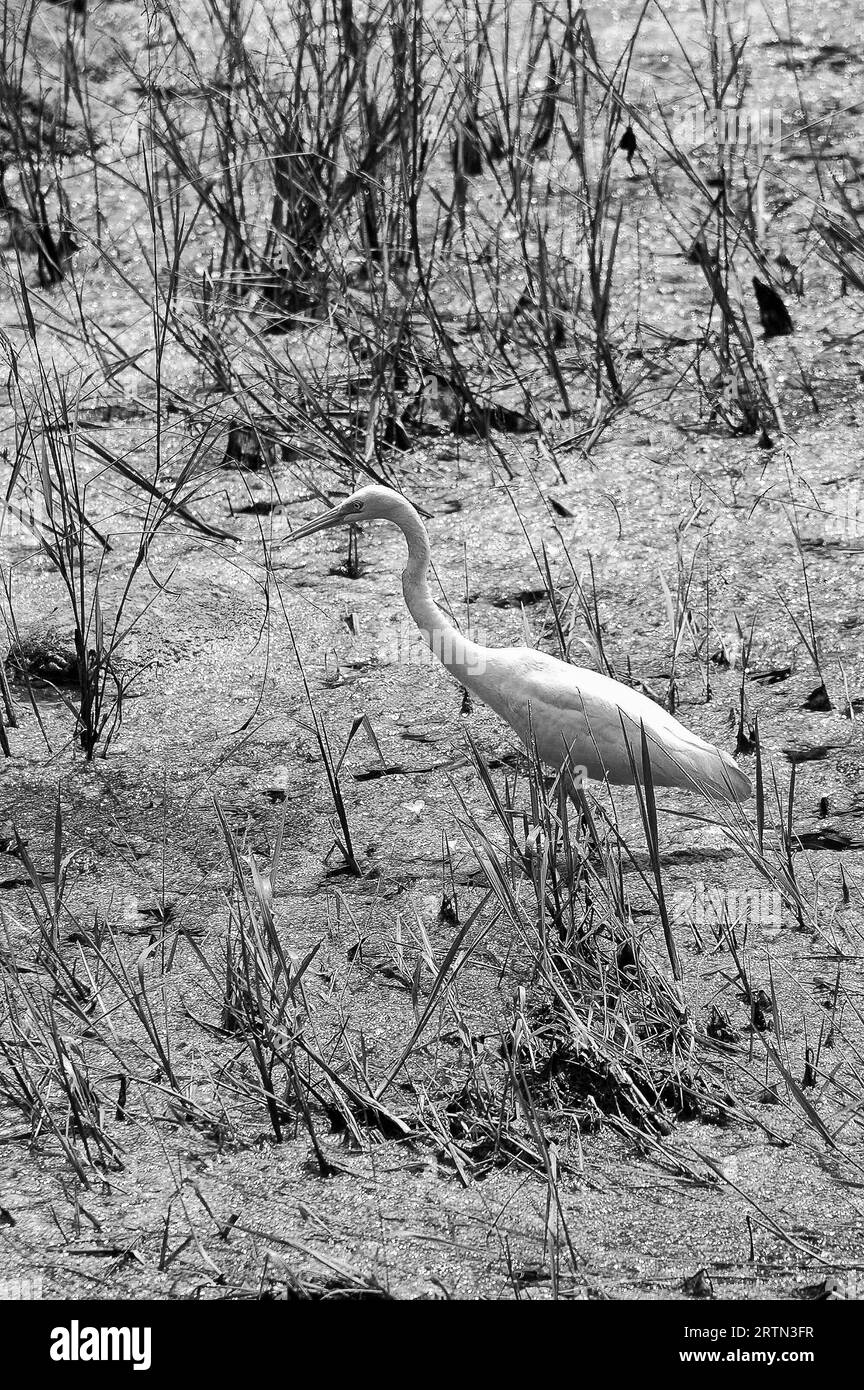 Photo Tsapli (lat. Ardea) - genus of large birds of the heron family