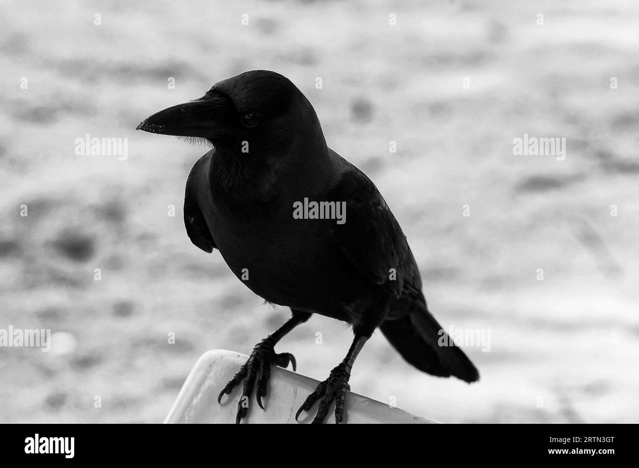 Photo crows Stock Photo