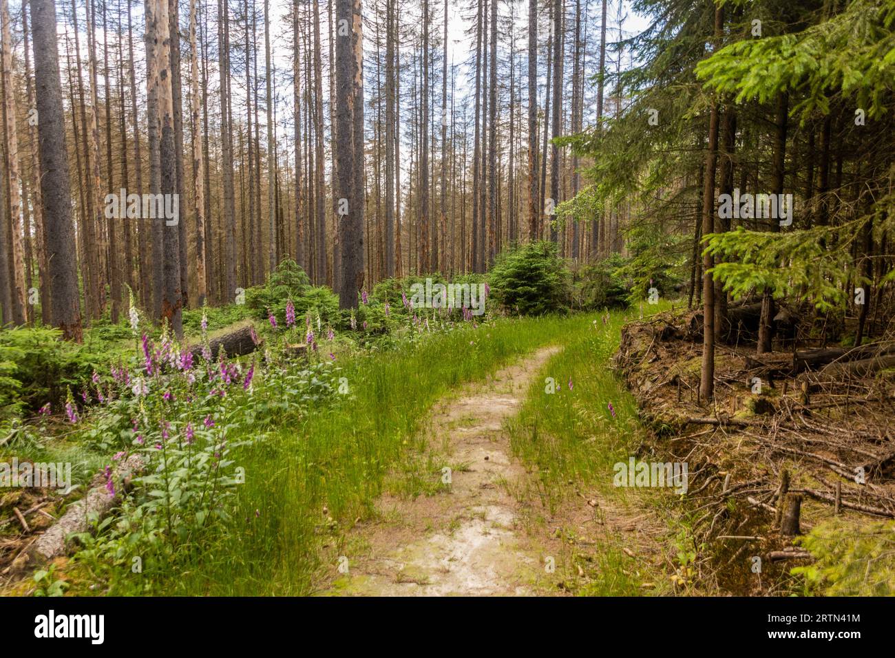 Forest in Bohemian Switzerland damaged by European spruce bark beetle, Czech Republic Stock Photo
