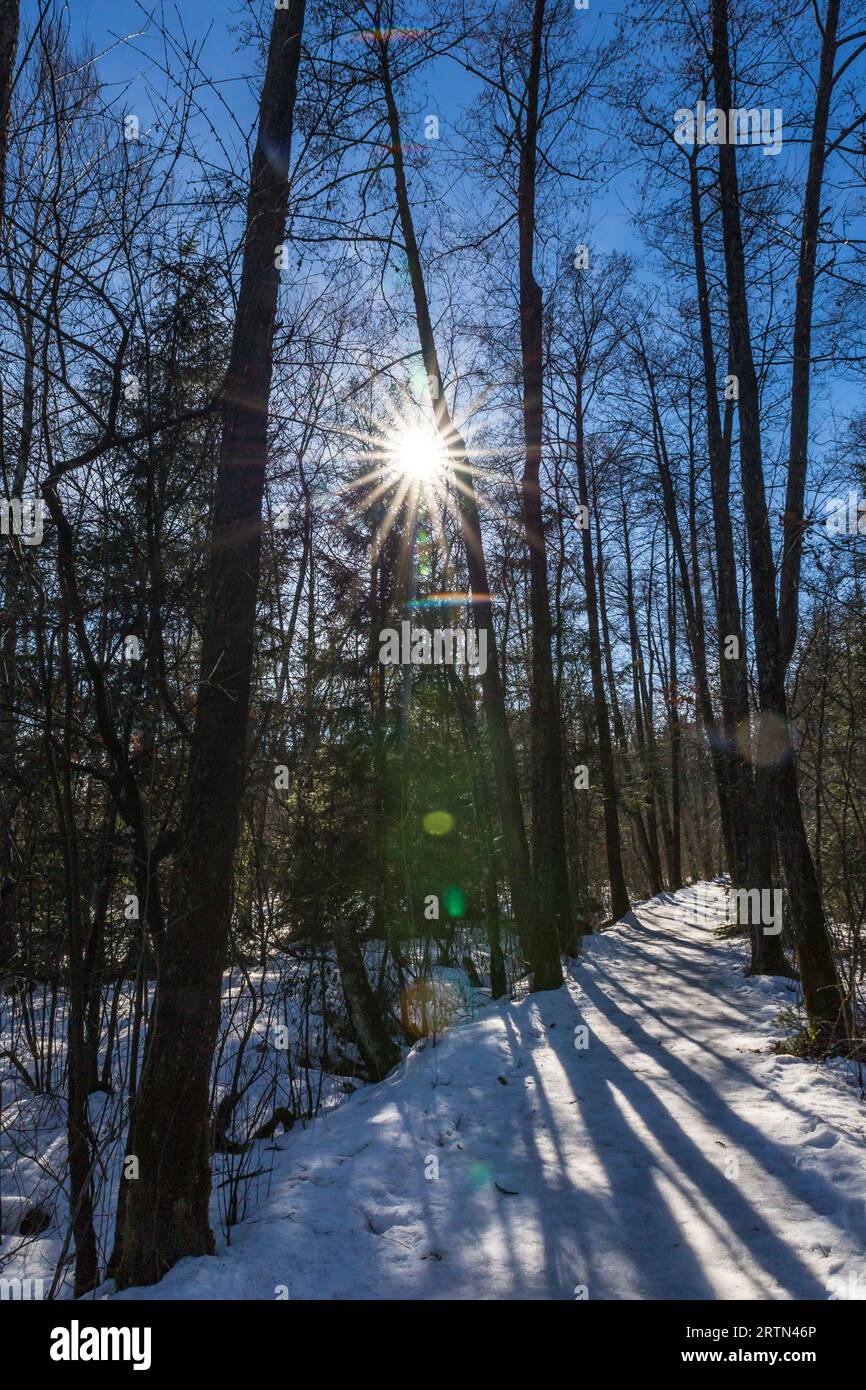 Snowy Path in the Forest with Sun Shining Through the Trees, Germany ...