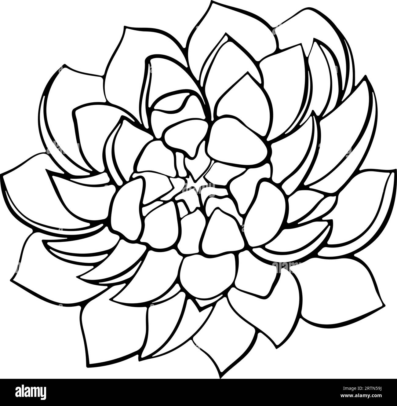 One succulent plant flower line art Stock Vector Image & Art - Alamy