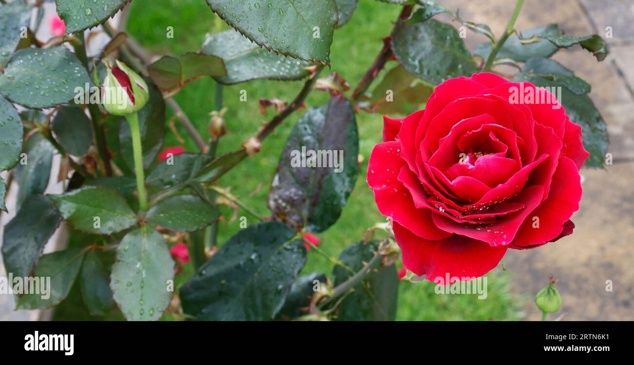 Single red rose - background banner image Stock Photo