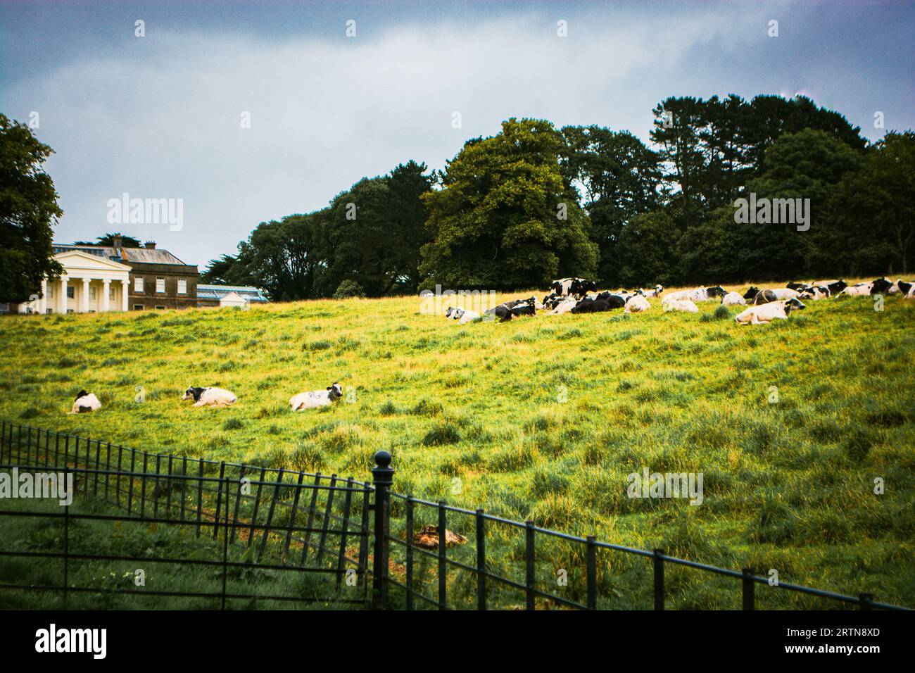 Cows at Trelissick garden of the National trust, cornwall england uk Stock Photo