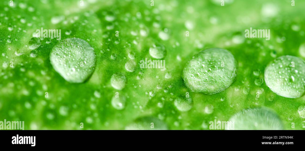 Dewy Aloe Vera close up background. Macro shot water drops on aloe vera leaf. Stock Photo
