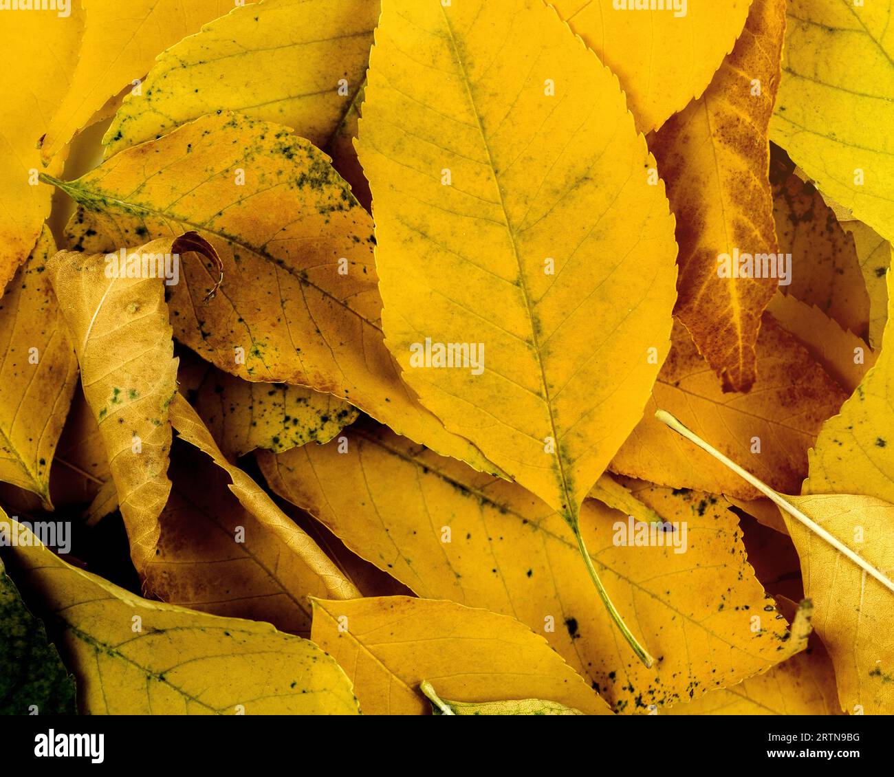 Orange autumn fall leaves. Copy space. Stock Photo