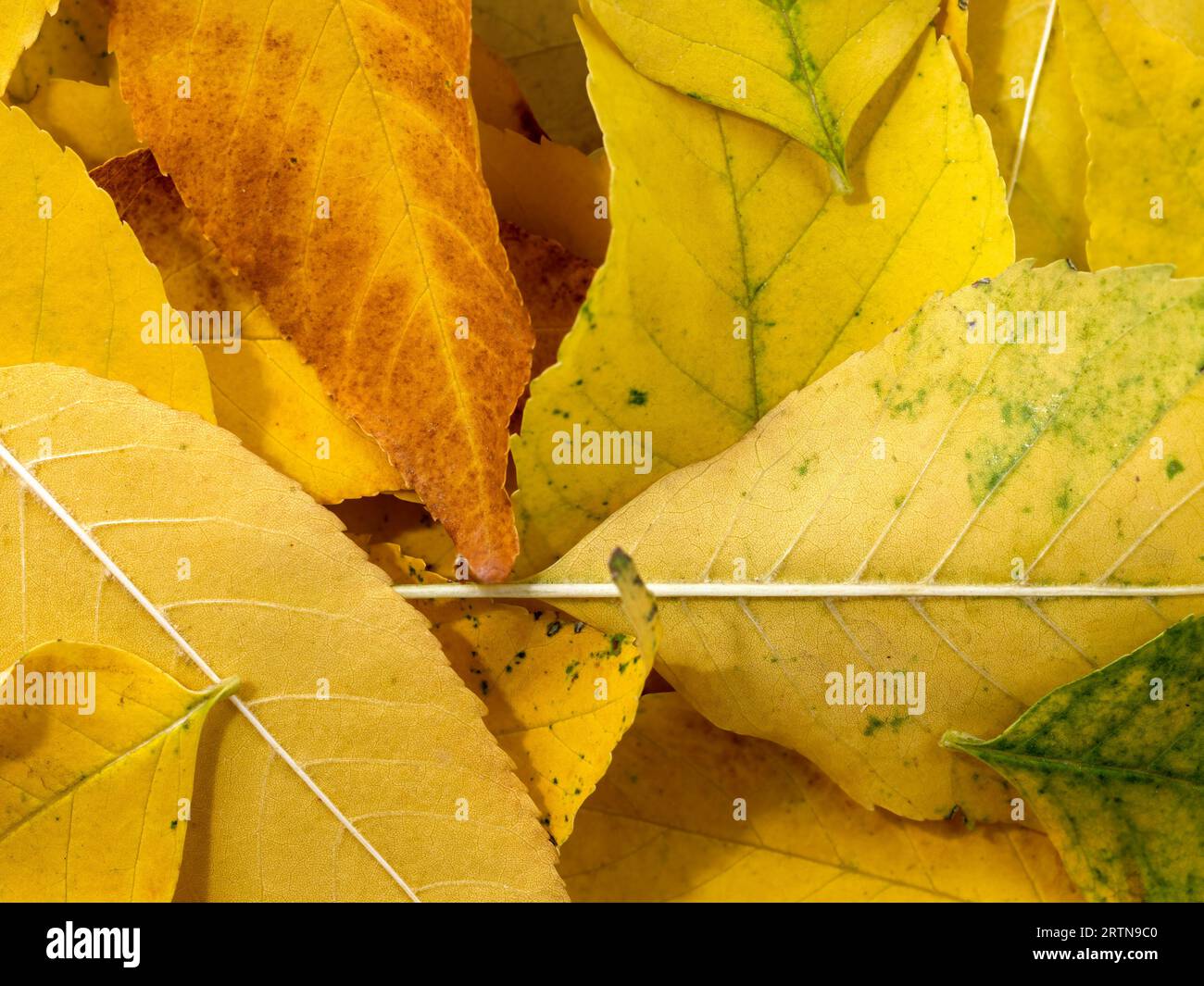 Different autumn leaves on hi-res stock photography and images - Alamy