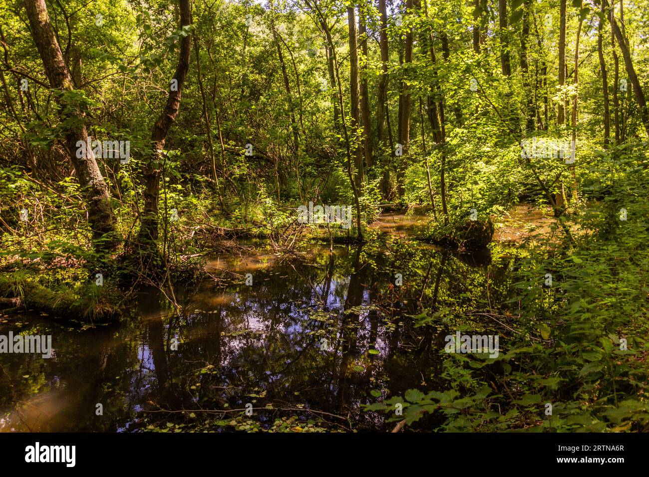 Marshy area in the Protected Landscape Area Kokorinsko - Machuv kraj, Czech Republic Stock Photo