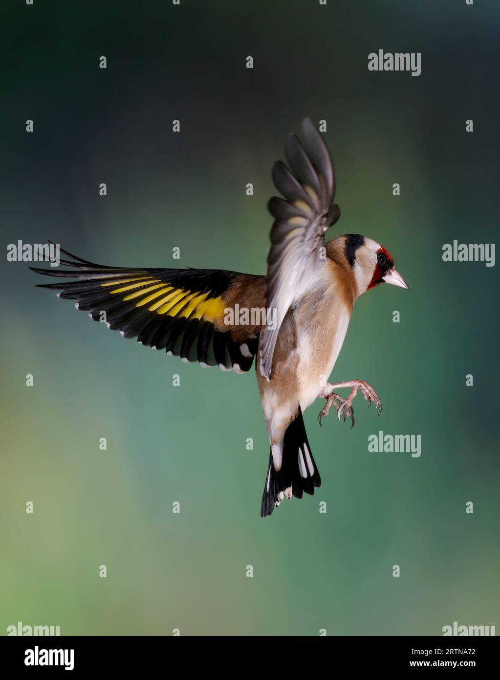 Goldfinch, Carduelis Carduelis, in flight Stock Photo