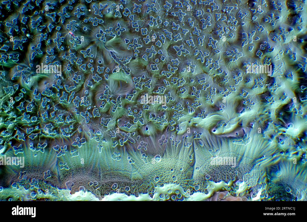 The image presents crystallized soy sauce, photographed through the