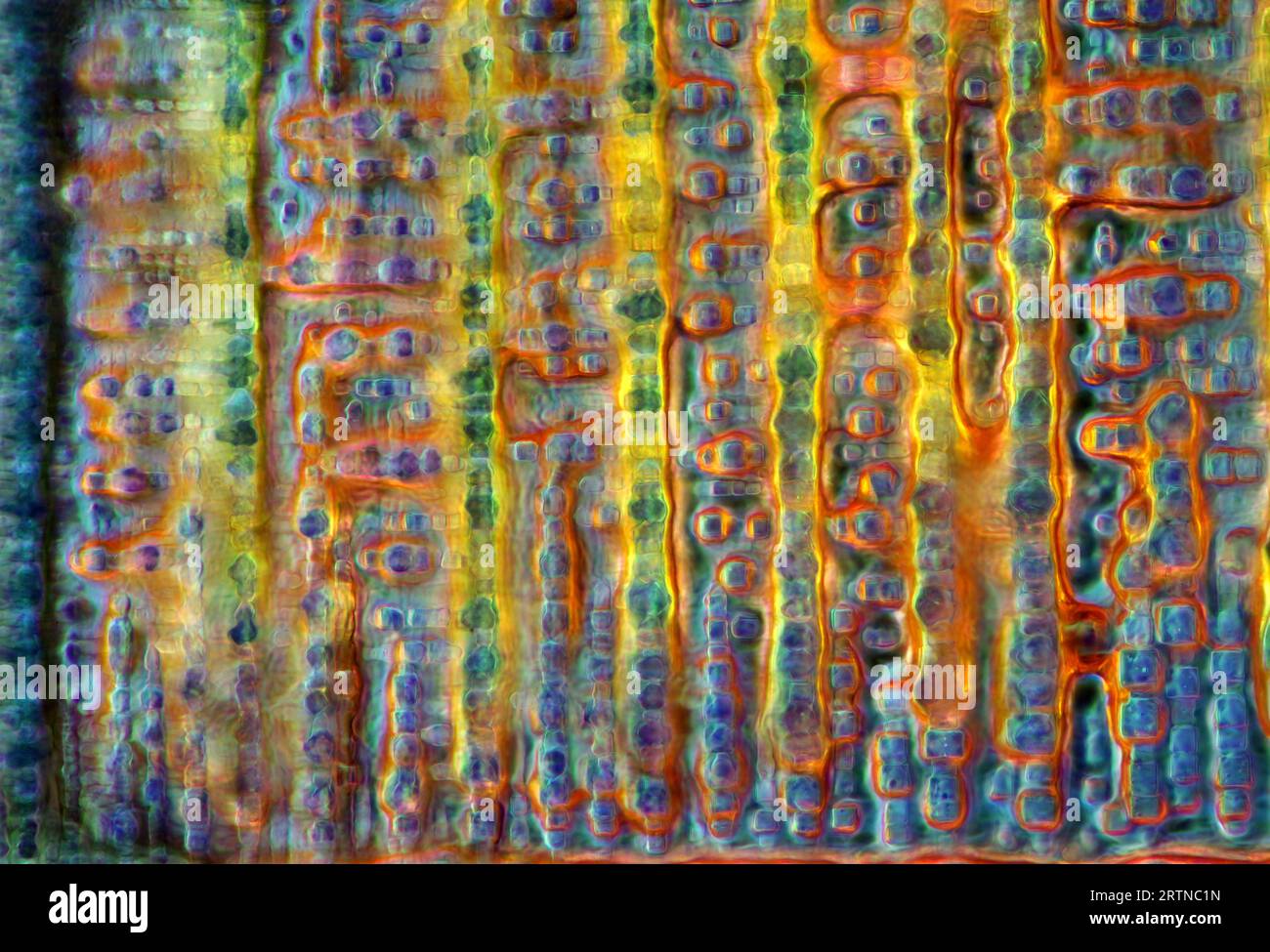 The image presents crystallized soy sauce, photographed through the