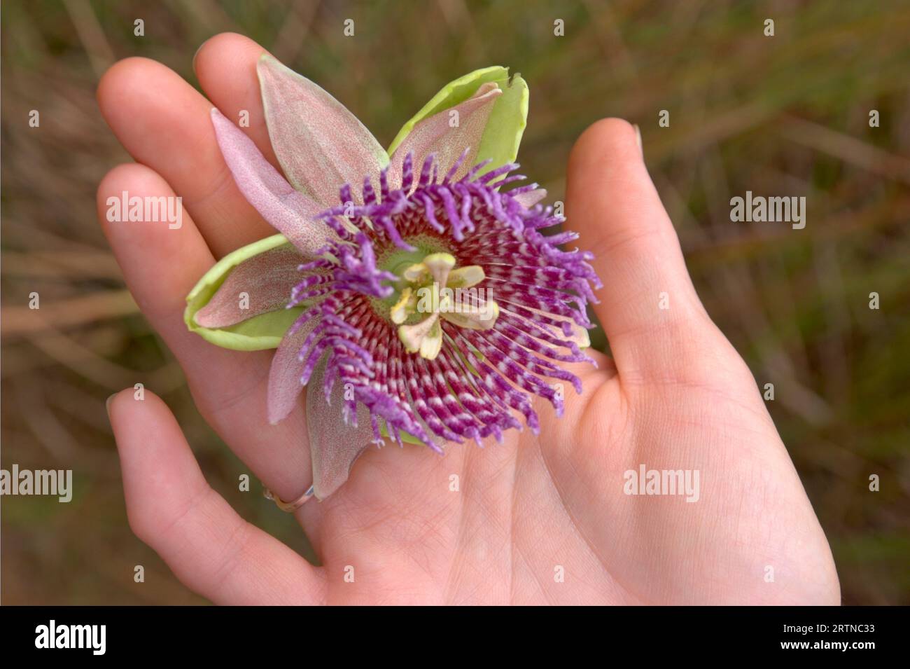 Passion fruit flower in hands - Close up of passion fruit flower - Passiflora Purple lilikoi Stock Photo