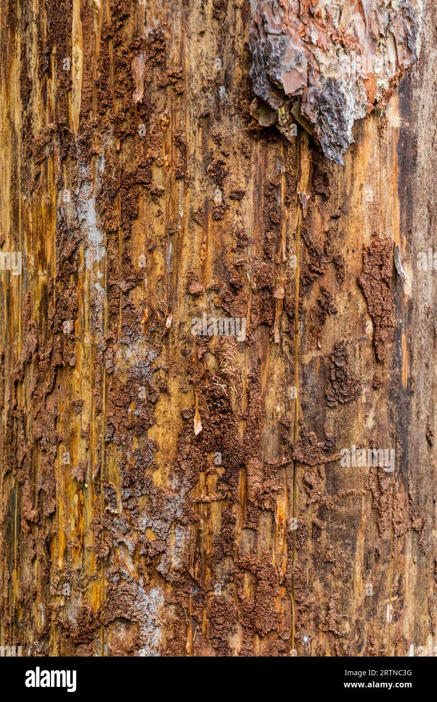 Spruce bark beetle hi-res stock photography and images - Alamy