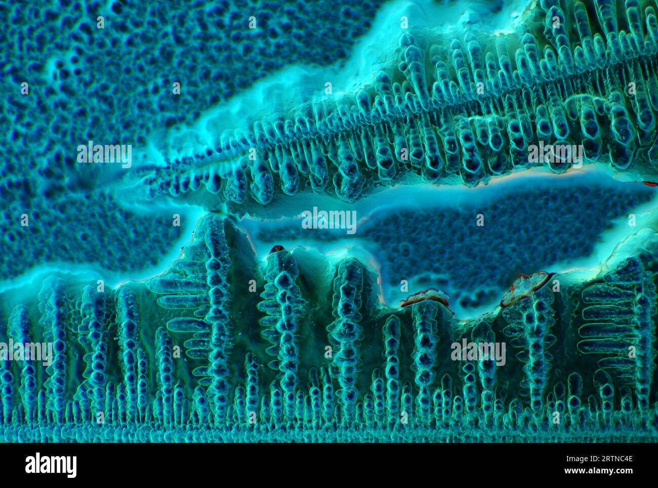 The image presents crystallized soy sauce, photographed through the