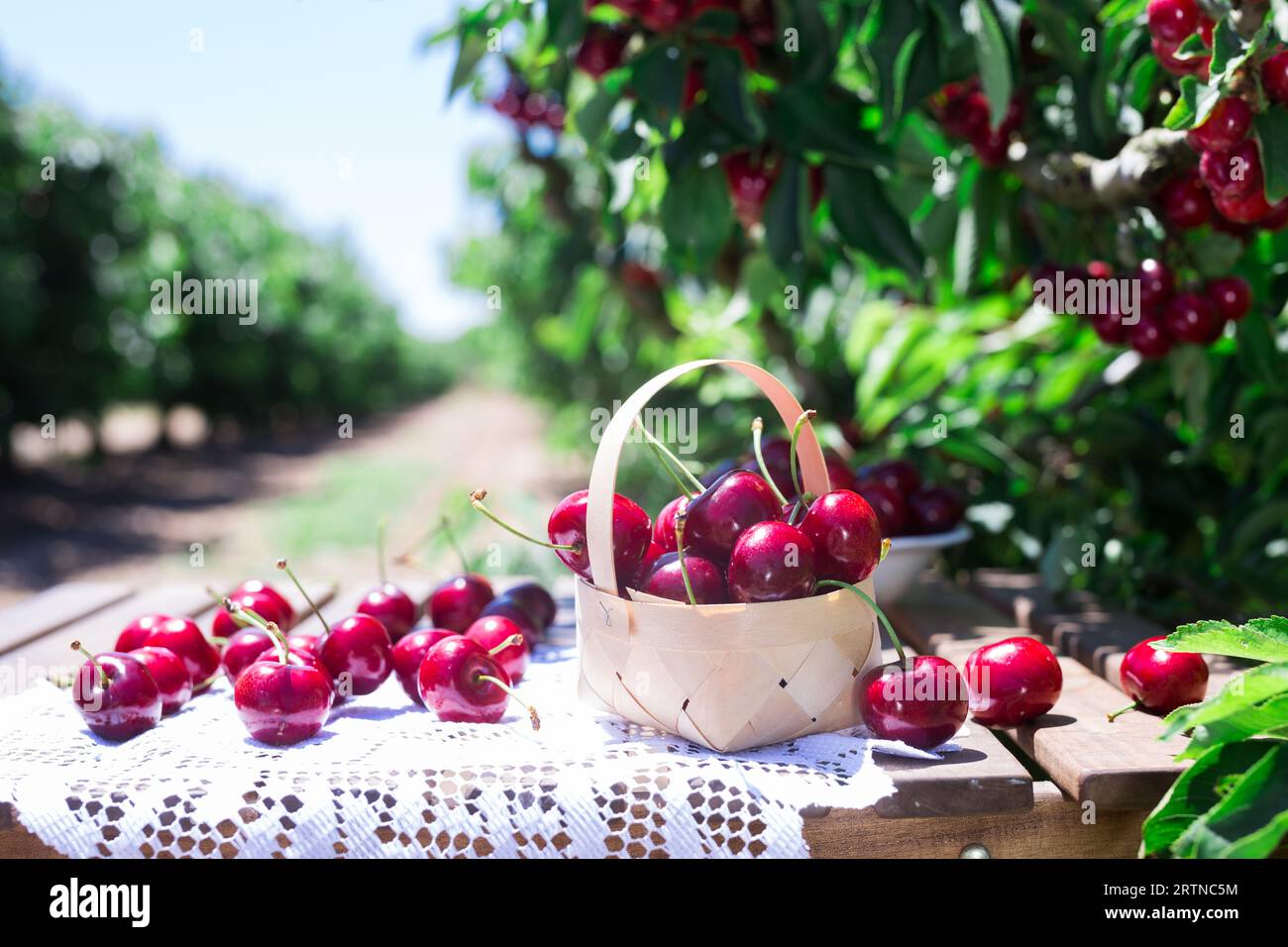 Ripe juicy cherry berry in wicker basket on lace napkin on table in cherry garden Stock Photo