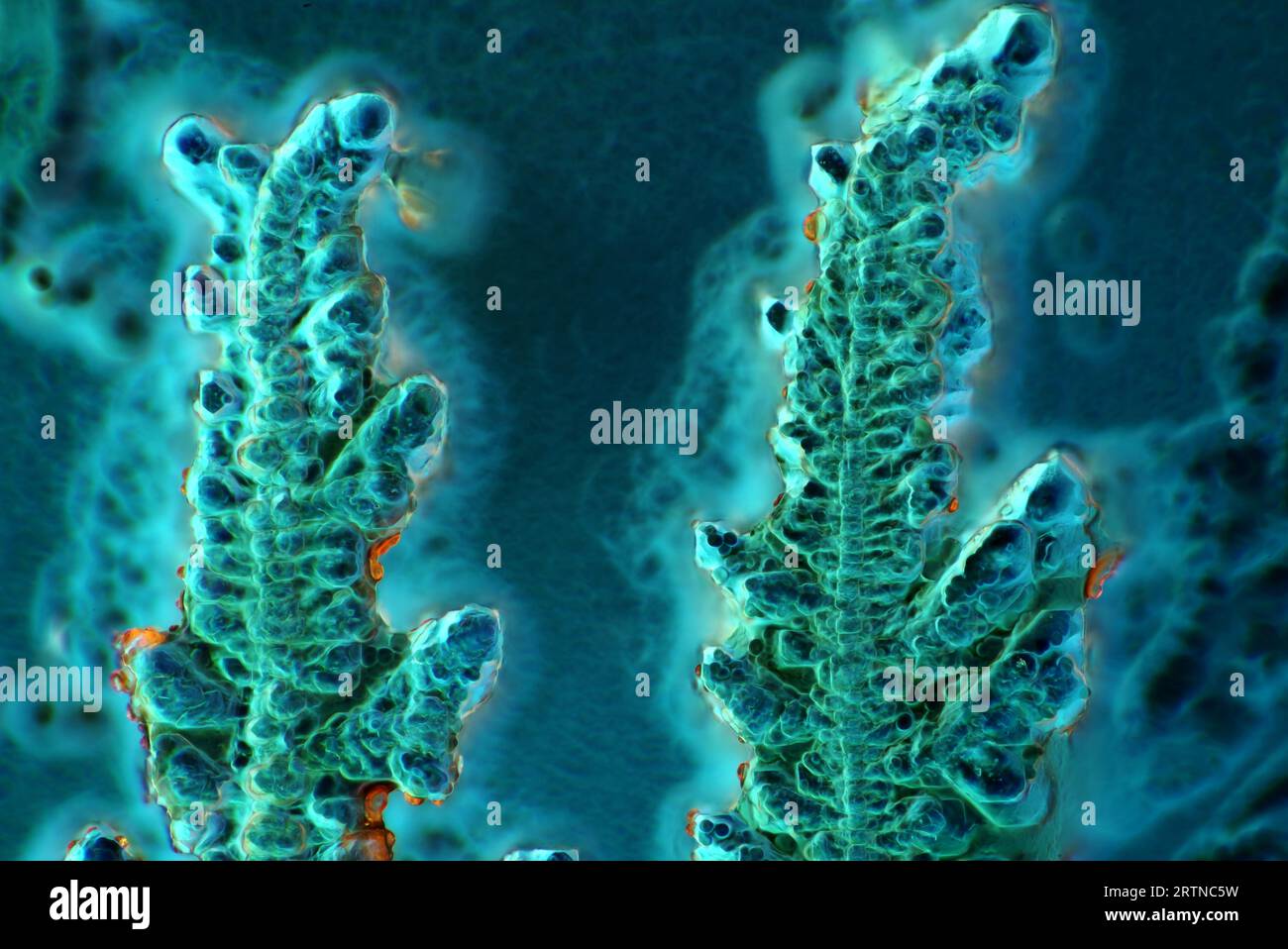 The image presents crystallized soy sauce, photographed through the