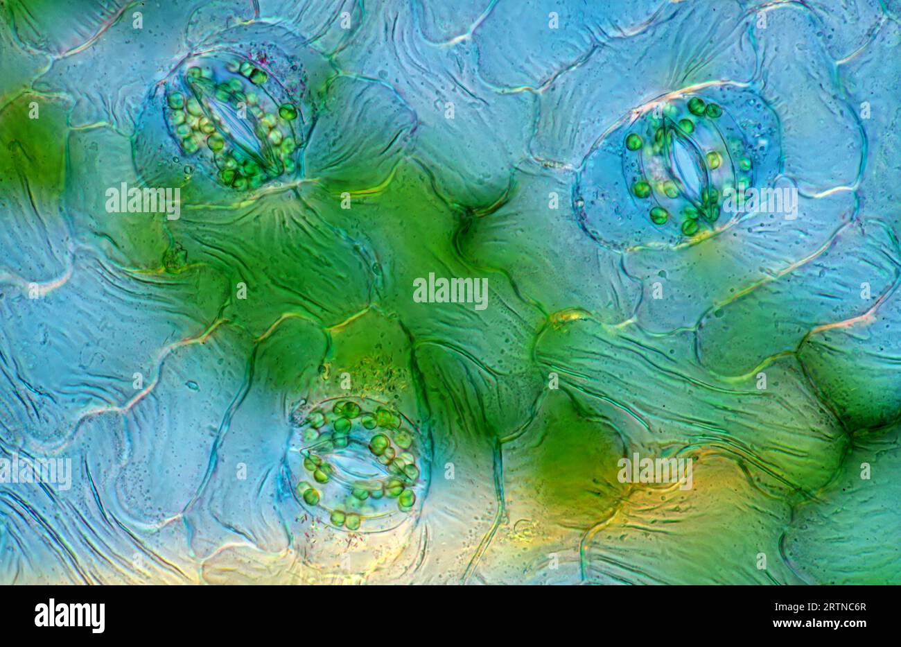 The image presents stomata in Spathiphyllum leaf epidermis, photographed  through the microscope in polarized light at a magnification of 400X Stock  Photo - Alamy