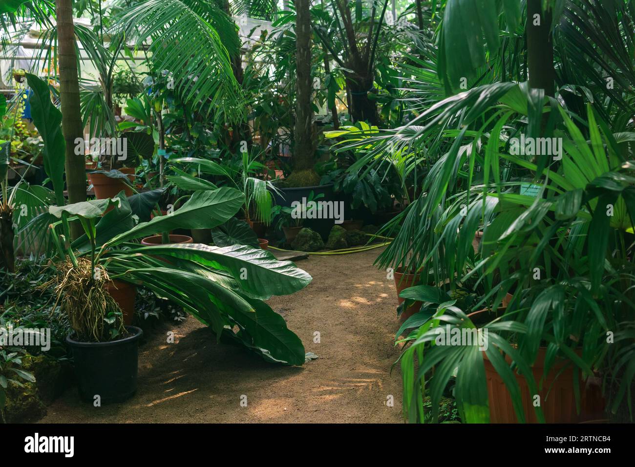 interior of a large greenhouse with palm trees and other tropical ...
