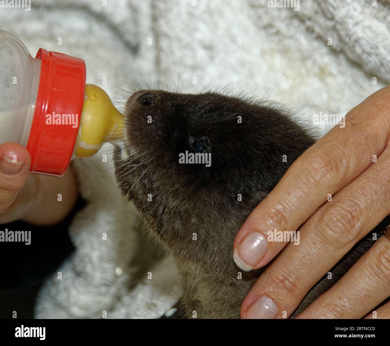 otter-feeding-bottle-hi-res-stock-photography-and-images-alamy