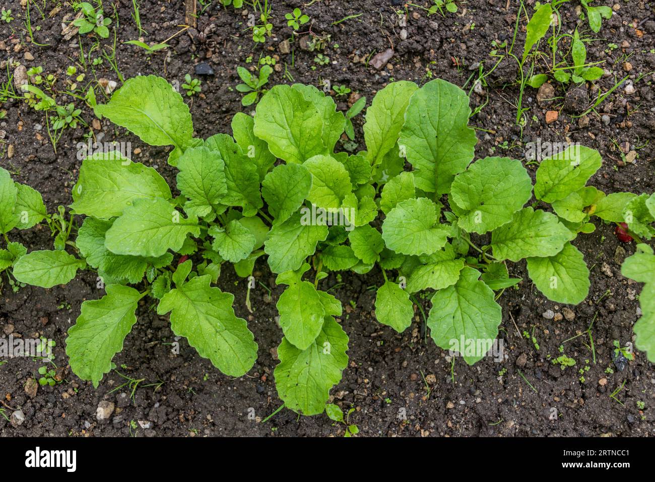 Young radish plants in a garden patch Stock Photo Alamy