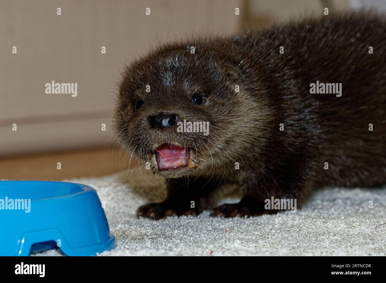 Eurasian Otter (Lutra lutra) 8 week old cub with mouth open. Stock Photo