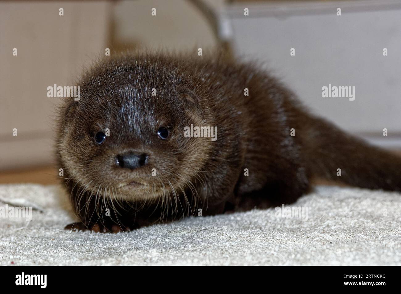 Eurasian Otter (Lutra lutra) 8 week old orphaned,abandoned cub Stock