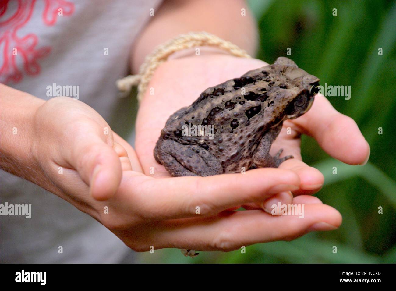 Common coqui Eleutherodactylus coqui Frog. A closeup of a Common