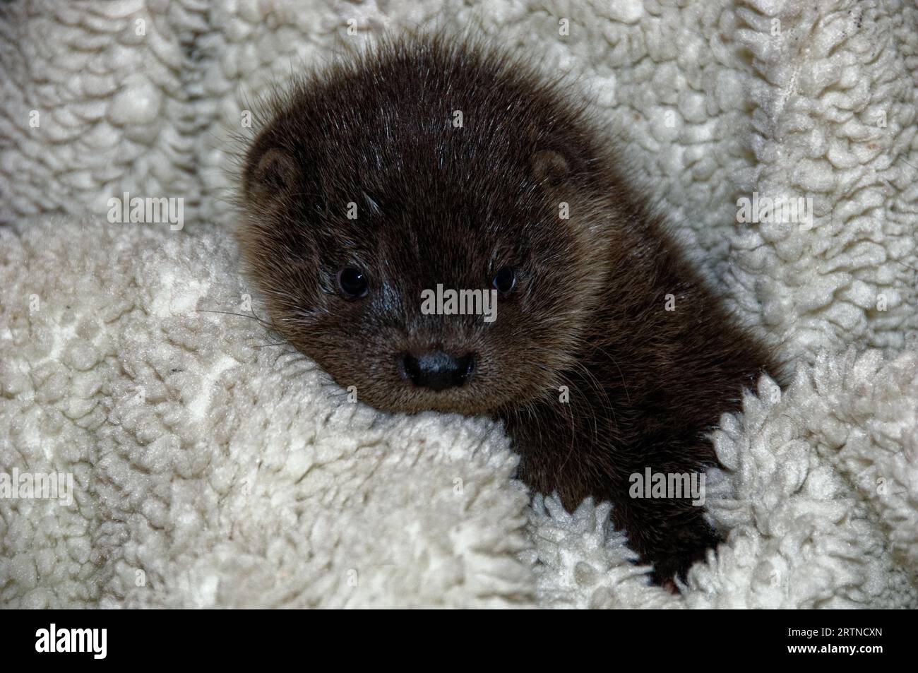 Eurasian Otter (Lutra lutra) 8 week old orphaned,abandoned cub Stock