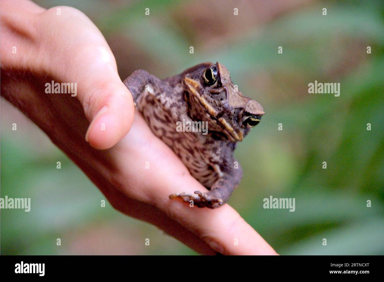 Common coqui Eleutherodactylus coqui Frog. A closeup of a Common