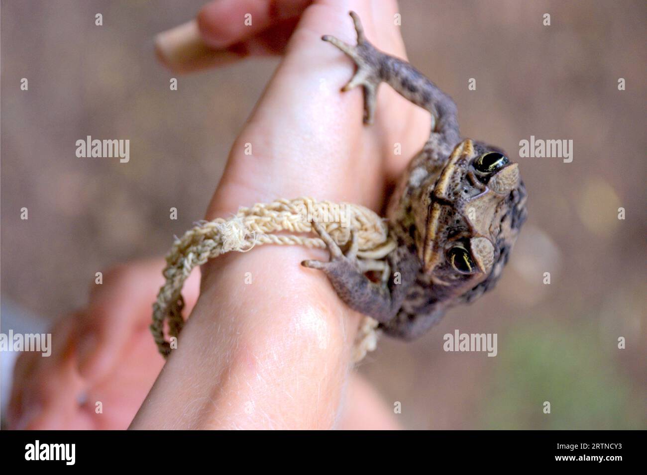 Common coqui Eleutherodactylus coqui Frog. A closeup of a Common