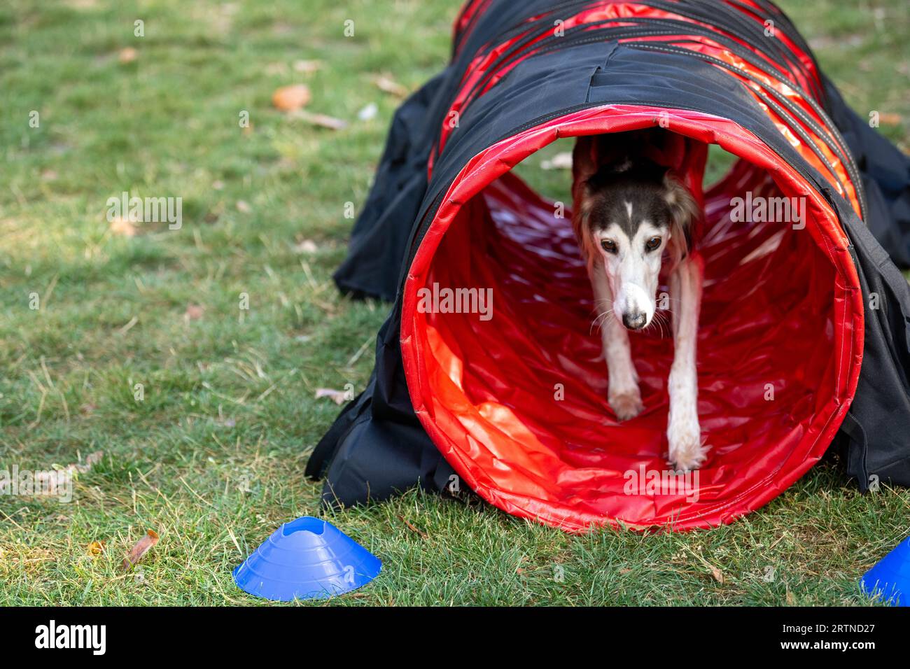 London, UK. 14th Sep, 2023. Westminster Dog of the Year 2023 show open to MP's and their dogs, with agility competitions and judging. It is run by The Kennel Club and Dogs Trust; Westminster London UK 'Lola' owned by Rebecca Harris MP Credit: Ian Davidson/Alamy Live News Stock Photo