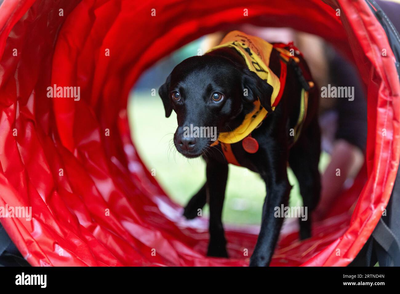 London, UK. 14th Sep, 2023. Westminster Dog of the Year 2023 show open to MP's and their dogs, with agility competitions and judging. It is run by The Kennel Club and Dogs Trust; Westminster London UK Credit: Ian Davidson/Alamy Live News Stock Photo