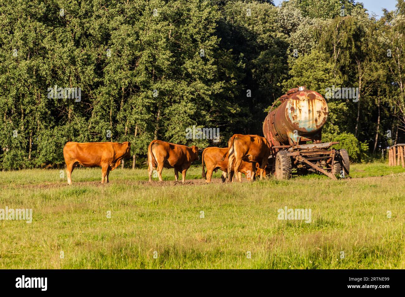 Cows on a pasture near Vilemov, Czech Republic Stock Photo