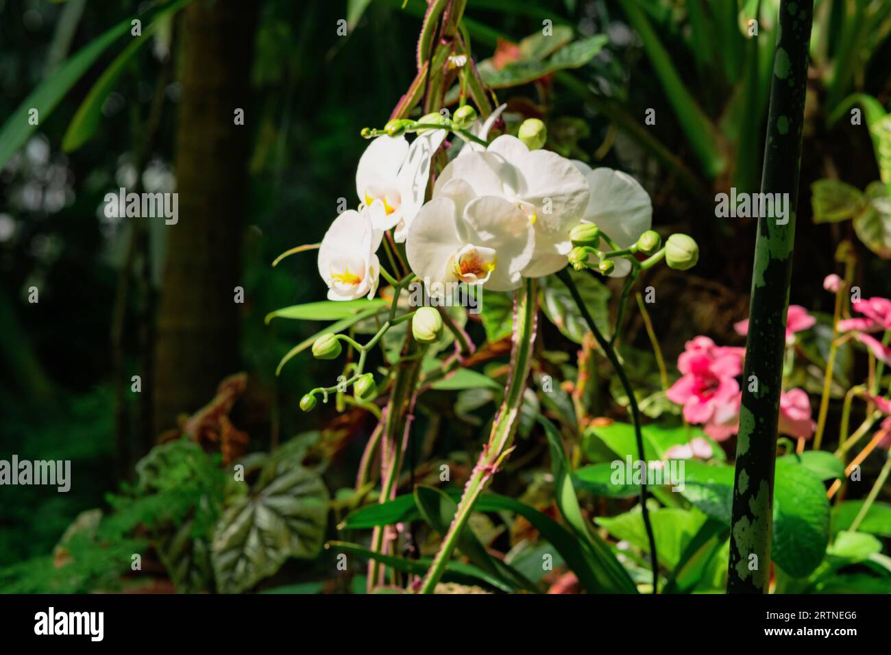 blooming white moth orchid among tropical vegetation Stock Photo